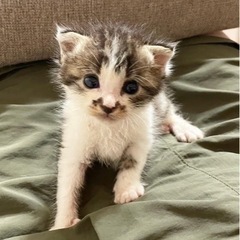 可愛いお顔のキジシロ1ヶ月男の子