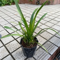 メダカも喜ぶ　ナガバオモダカ