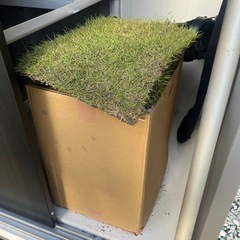 【期間限定値下げ】天然芝　2平米＋おまけ　新品未使用