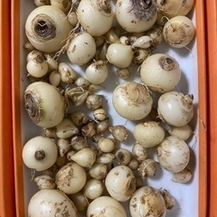 交渉中　白い花の球根　大小ミックスの画像