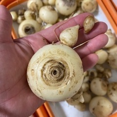 交渉中　白い花の球根　大小ミックスの画像