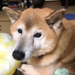 犬を探しています　迷い犬🐕　迷子犬　