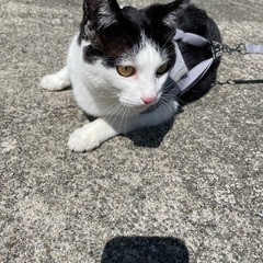 里親募集