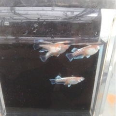 メダカ  レッドクリフ  卵の画像