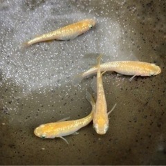 改良メダカ　各品種　販売の画像