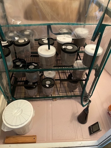 オオクワガタ引退セット