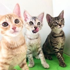 けいおんファミリー🎶生後10ヶ月ママ猫&子猫3ヶ月