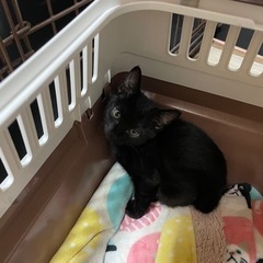 3ヶ月の黒猫メス里親募集