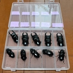オオクワガタ　♂5  ♀5(お譲り先決定)の画像