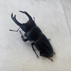 オオクワガタ成虫ペア