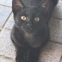 里親さん決まりました　黒の仔猫　女の子