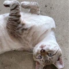 ☆地域猫になりました☆可愛いシャム風男子　3歳　去勢済
