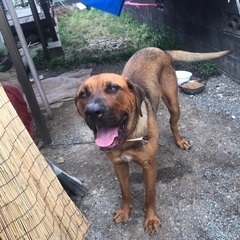 可愛いさ抜群！土佐犬！
