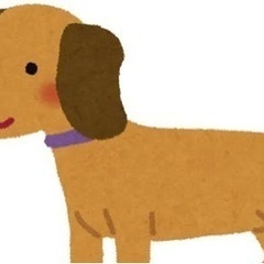 ダックス大好きな友達募集🐶