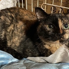 性格おっとりさび猫ちゃん