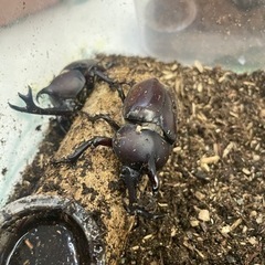 【天然物成虫】カブトムシ(オス・メスの画像