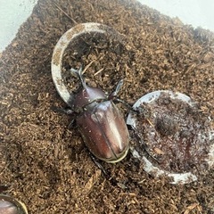 【天然物成虫】カブトムシ(オス・メスの画像