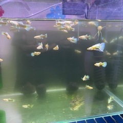 熱帯魚　フルゴールドグッピー　1匹-200円
