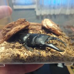 ヒラタクワガタペア差し上げます。（ひとり親の方は無料にします）