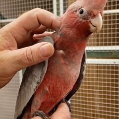 モモイロインコ　EUCB - 町田市