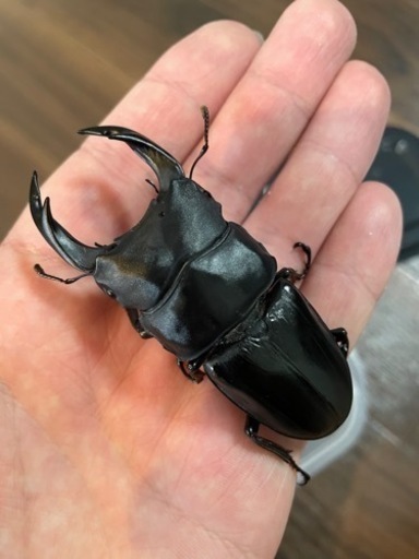国産 オオクワガタ 能勢SR 血統 オス 80mm