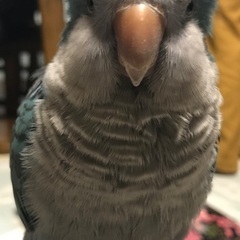 至急　オキナインコ探しています - 福岡市