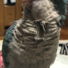 至急　オキナインコ探しています