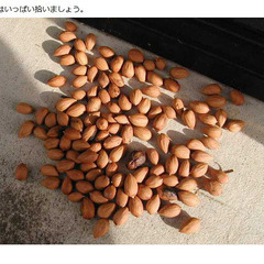 カヤの実一粒20円。装飾用或いは世界最強の未知の酵母菌研究用。