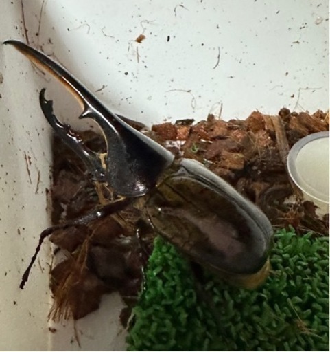 ヘラクレスオオカブト オス成虫1匹