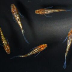 【メダカ】宮桜ヒレ長の稚魚 10匹の画像