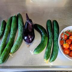 野菜🍅🥒🍆