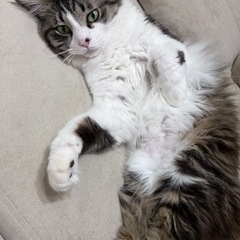 ふわふわなノルウェージャン似の甘えん坊にゃんこ【里親さん決まりました】