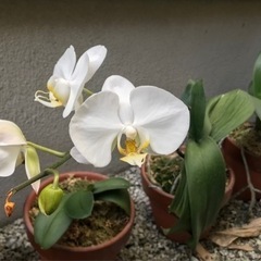 胡蝶蘭② 大輪　白