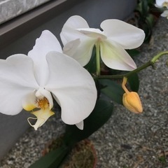 胡蝶蘭① 大輪　白