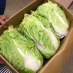 白菜Ｌ