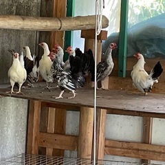 鶏(名古屋コーチン、チャボ他)差し上げます