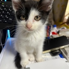 推定2.5ヶ月　😺背中に❤️模様の女の子💓8/27柊マルシェ譲渡...