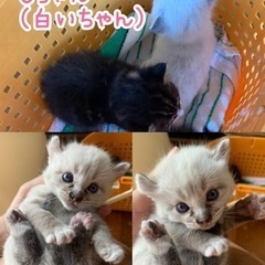 11/11 A君の募集です。 - 猫
