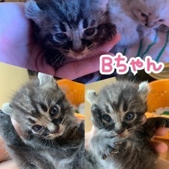 11/11 A君の募集です。 - 一関市