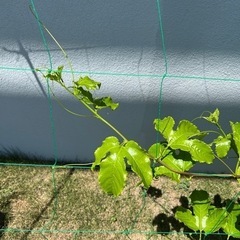 😊パッションフルーツ🥭の画像