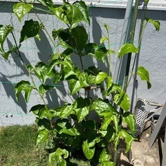 😊パッションフルーツ🥭の画像