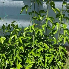 😊パッションフルーツ🥭の画像
