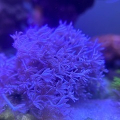 パクパクウミアザミ サンゴ 子株　増量中！の画像