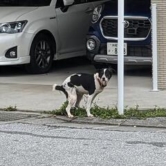 🐶迷い犬🐶