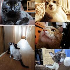仔猫里親サービスのメンバー募集！