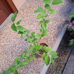 サンシュユ苗木の画像