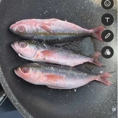 8月29日(火)11時〜ｼｭﾉｰｹﾙ&料理作れる海岸の下見行きませんか？？ - 那覇市