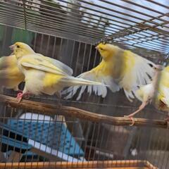 レモンカナリア、マメルリハペア、十姉妹、セキセイインコSALE