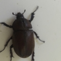 カブトムシペアの画像
