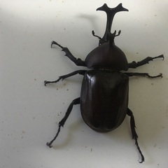 カブトムシペアの画像